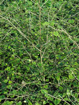 Carpodetus serratus. 