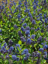 Ceanothus x delilianus 'Henri desfosse'