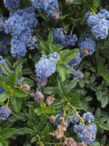 Ceanothus papillosus x thyrsiflorus 'Joyce Coulter'.