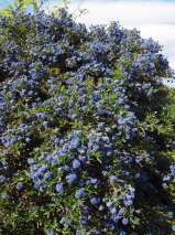 Ceanothus papillosus 'Roweanus'