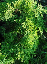 Chamaecyparis obtusa 'Confucius'