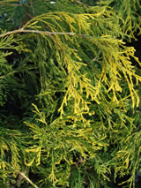 Chamaecyparis pisifera 'Filifera Aurea'