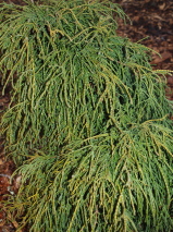 Chamaecyparis pisifera 'Filifera Nana'