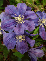 Clematis 'Arabella' Clematis 'Arabella'