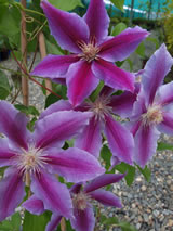 Clematis patens 'Doctor Ruppel'