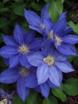 Clematis patens 'H. F. Young'