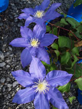 Clematis patens 'H. F. Young'