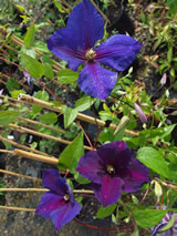 Clematis x jackmanni  xjackmanii 'Superba'