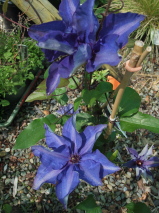 Clematis patens 'The President'