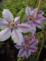 Clematis lanuginosa 'Nelly Moser'