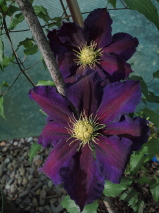 Clematis x jackmanni  'The Vagabond'