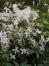 Clematis x cartmanii 