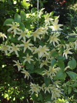 Clematis forsteri 