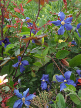 Clematis hybrids x durandii Clematis hybrids x durandii