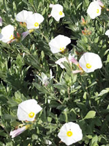 Convolvulus cneorum 