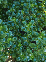 Coprosma repens 'Middlemore'