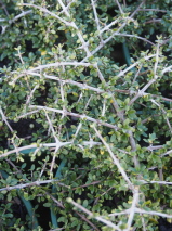 Coprosma  'Wharariki Beach'