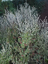 Corokia x virgata 'Geenty's Ghost'