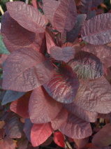Cotinus obovatus x coggygria 'Grace'