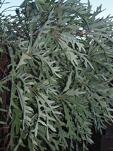 Cussonia paniculata 
