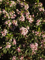 Daphne x neapolitana 