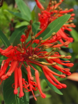 Embothrium Coccineum Var Lanceolatum Chilean Fire Bush Plant List Vibrant Earth