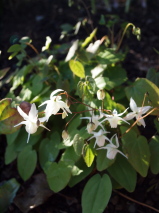 Epimedium x youngianum 'Niveum'