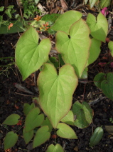 Epimedium x warleyense 'Soft Apricot'