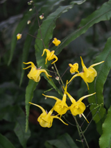 Epimedium davidii Epimedium davidii