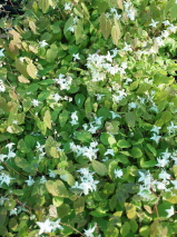 Epimedium x youngianum 'Niveum'