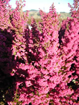 Erica melanthera 'Ruby Shepherd'