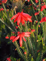 Erica cerinthoides 'Red'