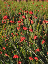 Erica cerinthoides 'Red'