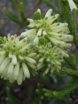 Erica sessiliflora 'Ice Green'