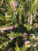 Erica x darleyensis 