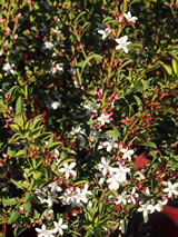 Eriostemon myoporoides 'Bournda Beauty'