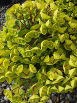 Euphorbia characias 'Kea'