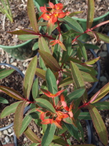 Euphorbia griffithii 'Fireglow'