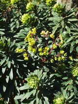 Euphorbia characias 'Kea'