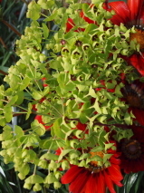 Euphorbia characias 'Martinii'
