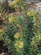 Euphorbia characias 'Martinii'