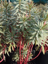 Euphorbia glauca 