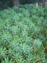 Euphorbia glauca 
