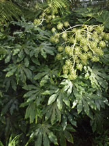 Fatsia japonica 