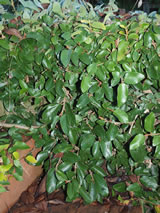 Ficus pumila 