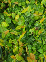 Ficus pumila 