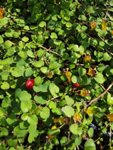 Fuchsia procumbens 