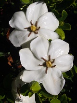 Gardenia augusta 'Fragrant Star'