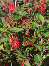 Grevillea rhyolitica 'Deua Flame'