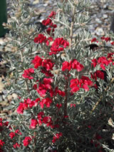 Grevillea lanigera 'Red Cloud'